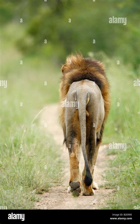 Rear-view of a male lion walking away down a track Stock Photo - Alamy