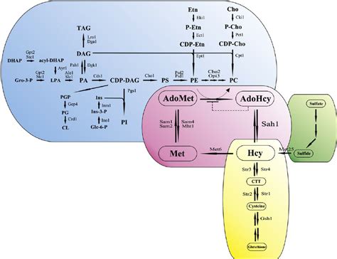 Role Of AdoHcy And S Adenosyl L Homocysteine Hydrolase In Lipid