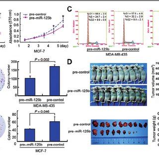 MiR 125b Suppresses Cell Growth And Proliferation Induces G 1