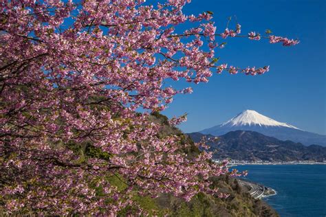 [Shizuoka Prefecture] Mt. Fuji Conservation Cooperation Fund | Miki Travel Asia