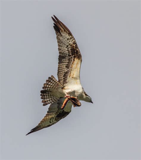 To Catch a Lamprey – Free Range Photography