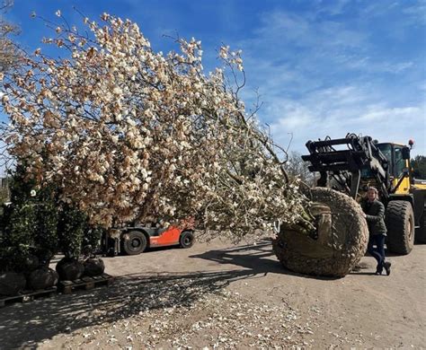 Magnolia X Loebneri Merril International Tree Broker