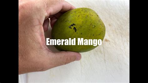 Emerald Mango Tasting Florida Mangos Youtube