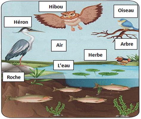 S Ance L Exploration Des Milieux Naturels Exercices Alloschool