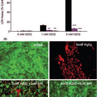 Fluorescence Photomicrographs Of Arpe Cells Level Of Ros Generation