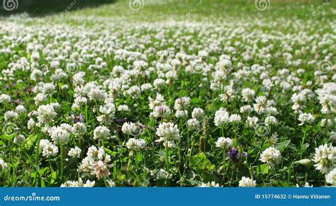 White Clover Field Stock Photography Image 15774632