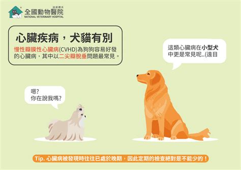 心臟疾病不能忽視！犬貓常見心臟病 全國動物醫院 連鎖體系