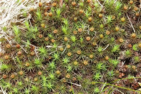 Unveiling The Secrets Of Polytrichum Commune A Journey Into The