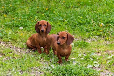 Dos lindos cachorros de perro salchicha marrón sentado en la hierba