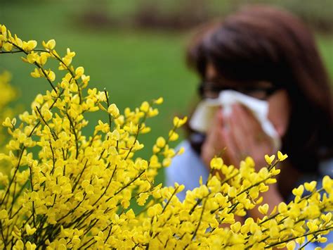 Hay Fever Outbreak Expected As Met Office Warns Over Soaring Pollen Levels The Independent