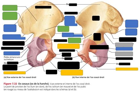 Diagram Of Os Coxal Vue Externe Et Interne Quizlet