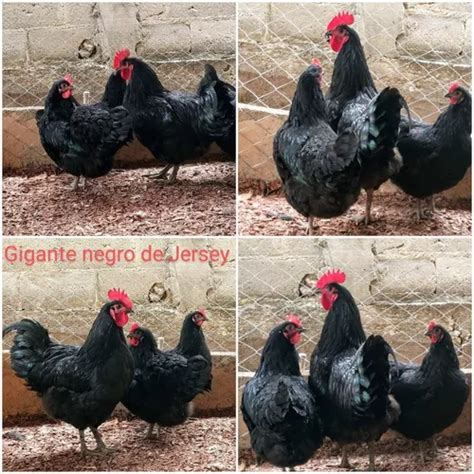 Ovos Galados Gigante Negro E Azul De Jersey Ref D Zia