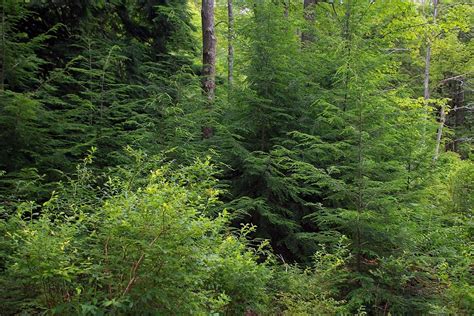 Free Picture Wood Nature Landscape Conifer Moss Fern Grass Leaf