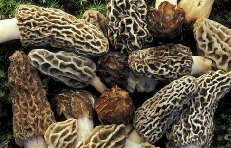 Common Mushrooms In Illinois Plant Grower Report