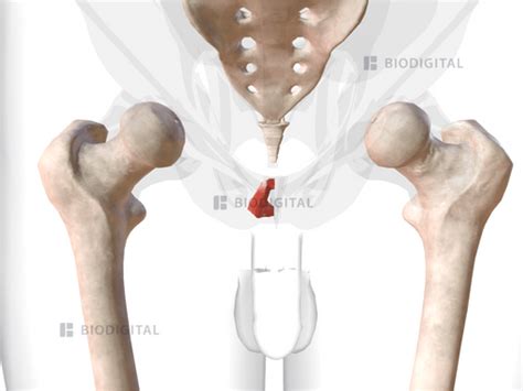 Right Puborectalis Biodigital Anatomy