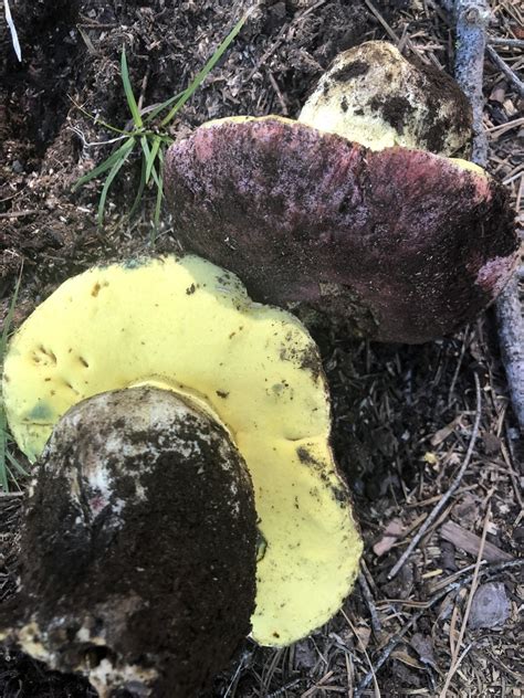 Spring Butter Bolete From Eldorado National Forest Georgetown CA US