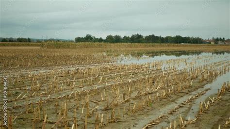 Flood Corn Mold Blight Maize Yellow Ears Plants Field Harvested Damaged