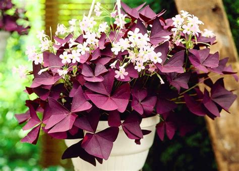 Top 10 Reasons Everyone Should Plant A Purple Shamrock In The House