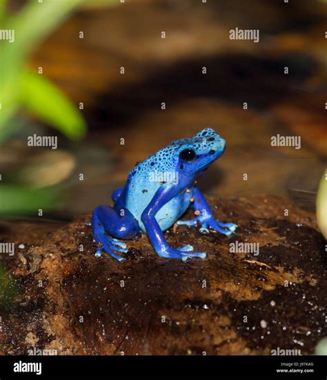 Dyeing Poison Dart Frog Dendrobates Tinctorius Stock Photo Alamy