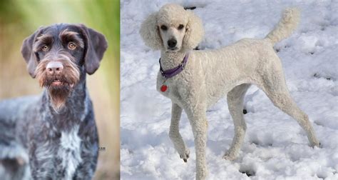 German Wirehaired Pointer Vs Poodle Breed Comparison