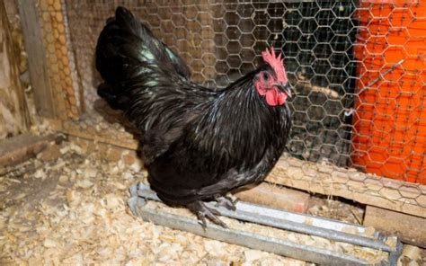 10 Bantam Chicken Breeds (With Pictures) - LearnPoultry