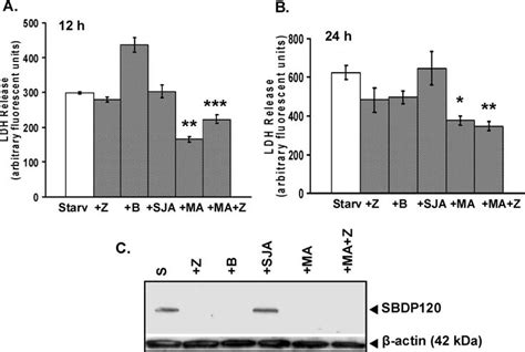 Effects Of Caspase Calpain And Autophagy Inhibitors On Aa Starvation