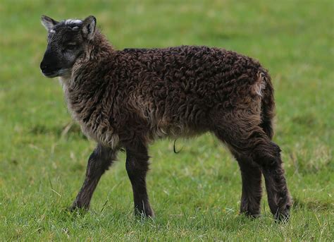Goat X Sheep