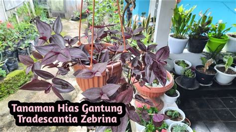 Tanaman Hias Gantung Merambat Tradescantia Zebrina Cara Merawat Dan Memperbanyak Tradescantia