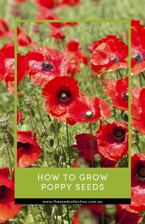 How To Grow Poppies From Seed Artofit