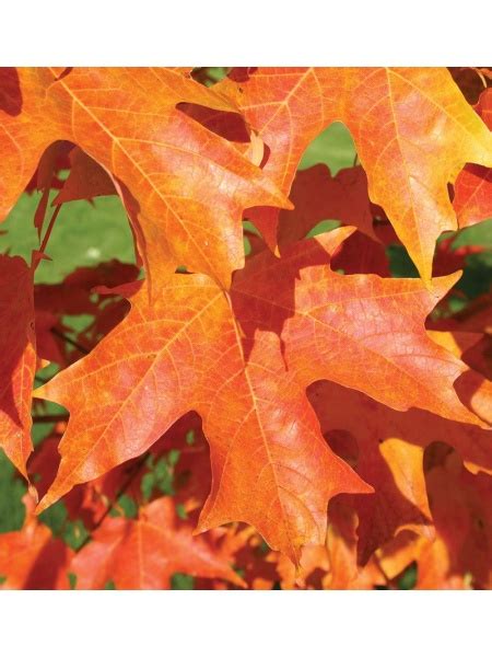 Acer Saccharum ‘bailsta Fall Fiesta Salzsieder Nursery