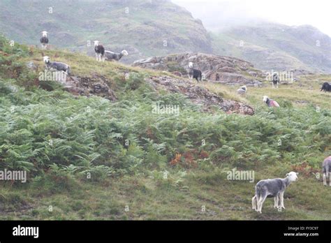 Herdwick Sheep Stock Photo - Alamy