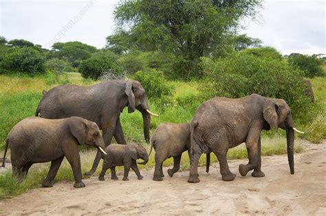 Herd Of African Bush Elephants Stock Image F Science