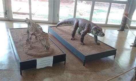 Actualizar Imagem Museu Dos Dinossauros Br Thptnganamst Edu Vn