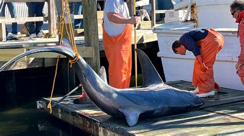 Massive Thresher Shark Is 400 Pounds Bigger Than Previous NC Record