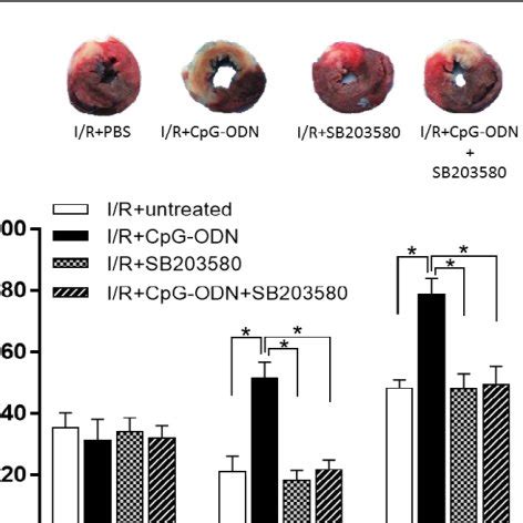 Pharmacologic Inhibition Of P Mapk Abrogates Cpg Odn Induced