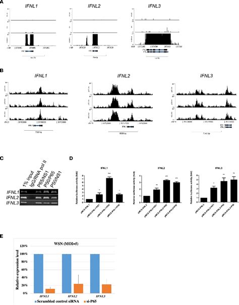 Figure 3 From Influenza A Virus NS1 Protein Represses Antiviral Immune