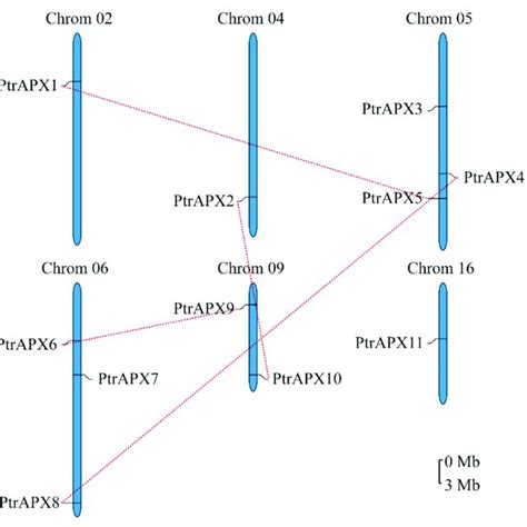 Cis Acting Regulatory Elements Of Ptrapx Genes Involved In Response To