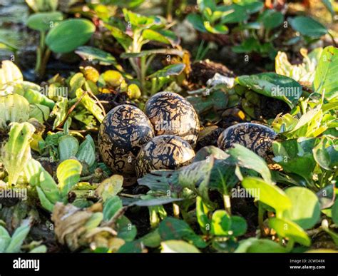 Wattled jacana nest hi-res stock photography and images - Alamy