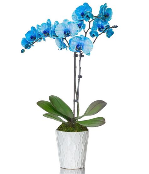 Blue Orchids at From You Flowers