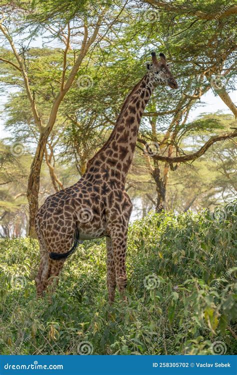 Giraffe In Front Amboseli National Park Kenya Masai Mara Giraffa