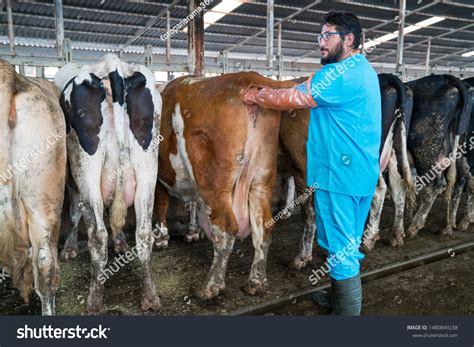 Veterinarian Doing Rectal Examination Cattle Cow Stock Photo