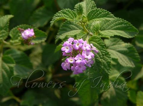 Lantana montevidensis - Trailing Lantana