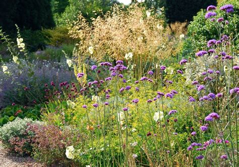 Verbena Bonariensis With Stipa Gigantea Beth Chatto Garden