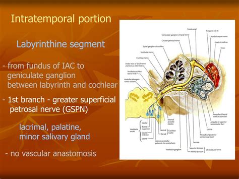 Ppt The Facial Nerve Powerpoint Presentation Free Download Id180136