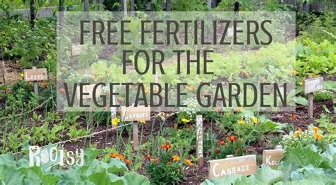 Fertilizer Numbers What They Mean And How To Use Them To