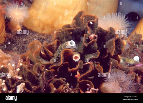 Benthic Habitats Hi Res Stock Photography And Images Alamy