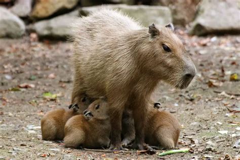 Capybara vs. Beaver: Key Differences in Behavior and Characteristics