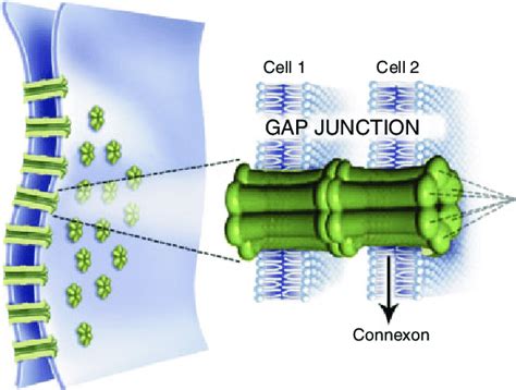 A Gap Junction Channel Is Composed Of Two Connexons Present In The