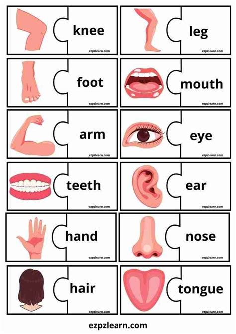 Different Parts Of The Human Body Are Shown In This Diagram With Words