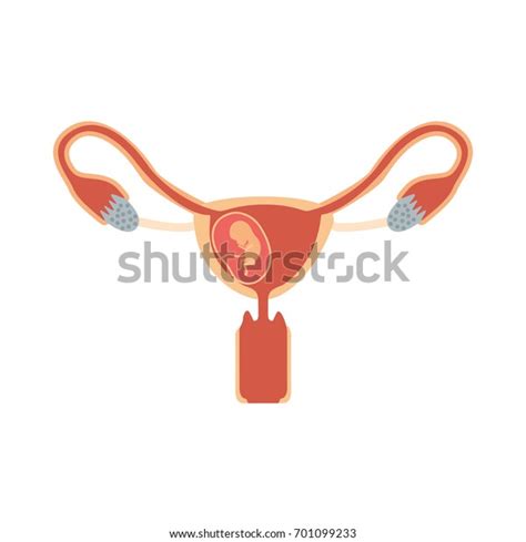 Color Silhouette Female Reproductive System Ovaries Stock Vector